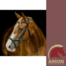 PLATINUM PRESSURE RELIEF ANATOMICAL BRIDLE