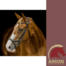 PLATINUM PRESSURE RELIEF ANATOMICAL BRIDLE